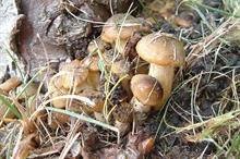 Honey fungus on Thuja - image: Dove Associates